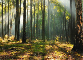 Agenţia ariilor protejate din Bihor, condusă de un fost pădurar condamnat pentru tăiere ilegală de arbori, cercetat și pentru braconaj