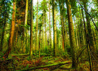 Primul traseu educativ marcat cu coduri QR într-o pădure, inaugurat la Băile Felix