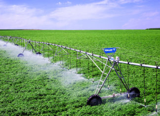 Culturile de porumb, floarea soarelui şi soia au fost grav afectate de secetă în acest an.