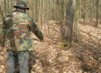 Șef de ocol silvic suspectat că fură curent electric de cinci ani. Un vecin spune că „toate becurile din curtea locuinței sale se aprindeau simultan cu cele de la iluminatul public din comună”