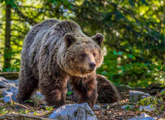 Atac al unui urs, la Sovata. Un bărbat a fost mușcat de picior și a ajuns la spital