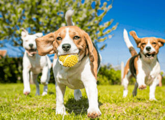 Campanie de microcipare și sterilizare a câinilor, susținută și derulată de Primăria Oradea