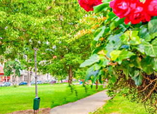 Spațiile verzi aparținând domeniului public pot fi întreținute în schimbul amplasării unor panouri publicitare