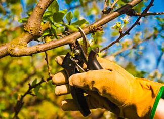 Primăria Oradea taie copacii uscați și periculoși: șoferii, rugați să elibereze zona